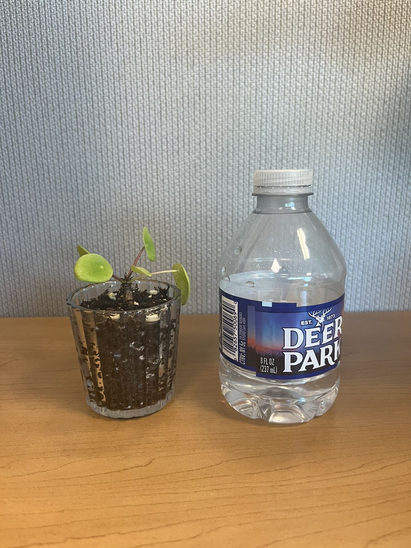 Chinese Money Plant Baby