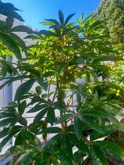 3 Cassava cuttings