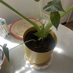 Alocasia Elephant ear Plant With Yellow Pot Included $25