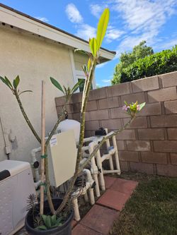 Plumeria 5 feet tall with pink flowers