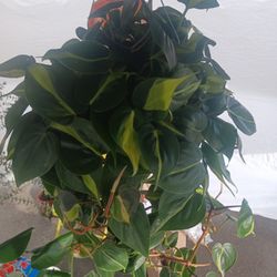 Philodendron Hanging Plant