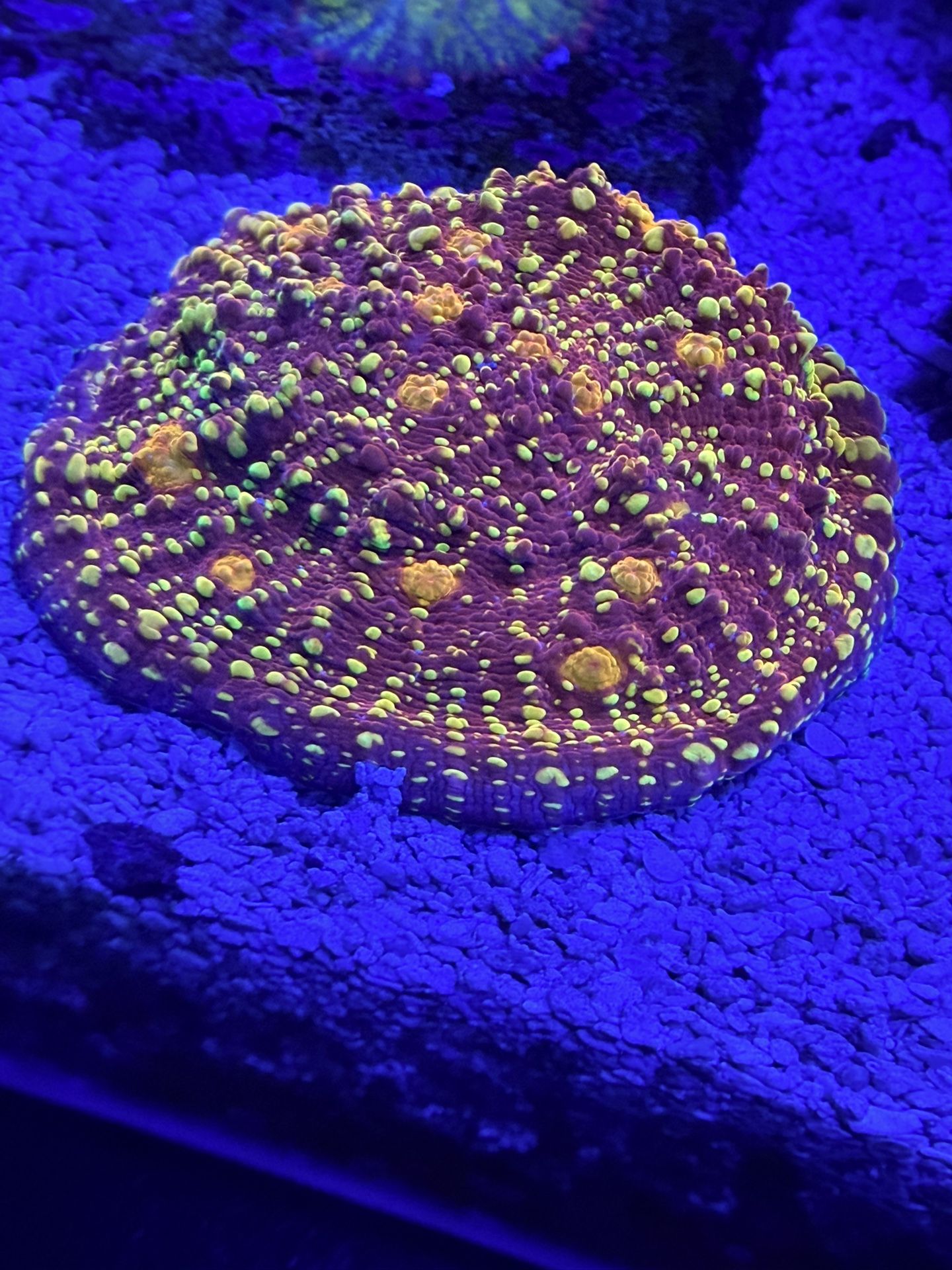 Fake Corals Decoration 