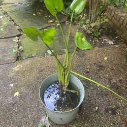 Pond Plant