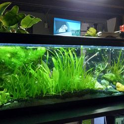 20 galons fishtank with  planted live plants,,$225