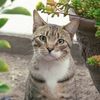 Tom