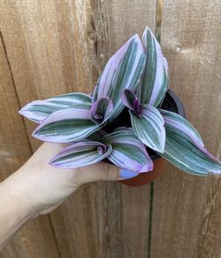 Tradescantia Nanouk