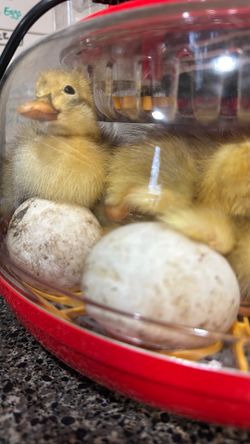 Fertilized Duck Eggs  (per dozen)