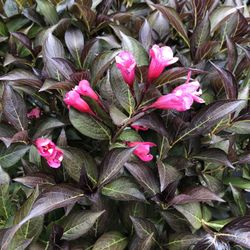 ‘Wine & Roses’ Weigela Flowering Bushes Plants 
