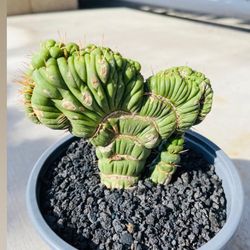 Eulychina Castanea Cactus Imported Italy