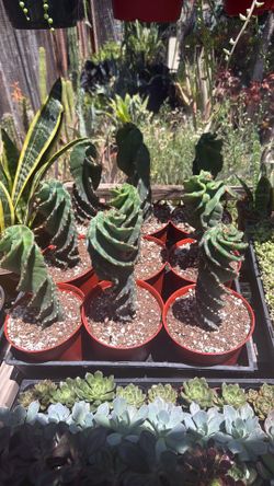6” spiral 🌀 cactus $35