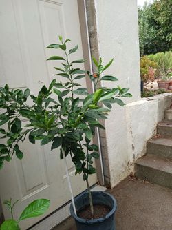 Lemon Tree