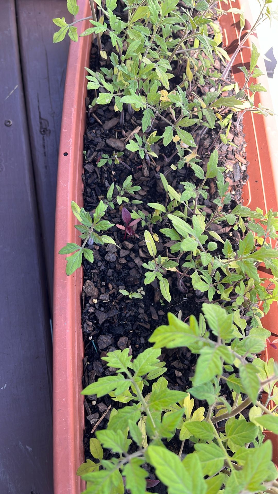 Tomato Plants