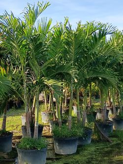 Christmas Palms  About 8 Feet Tall Instant Privacy Hedge For Fence 
