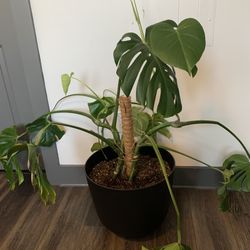 Large healthy monstera plant