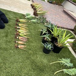 Garage Sale Plant Sale