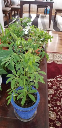 Hawaiian Schefflera Plant - Great Indoors