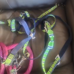 Leash An Harness An Colar  Small Are Puppy Size