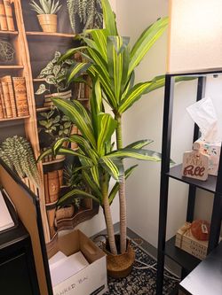 Large Plant