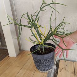 CACTUS PENCIL PLANT /$10 / Planta Lapiz /NELLIS BLVD & CHEYENNE AVE 