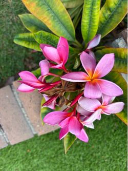 Plumeria cuttings and African milk, cactus and STAPELIA