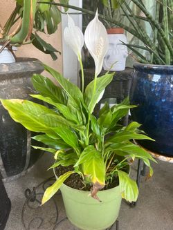 Peace lily