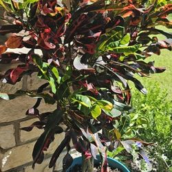 Croutons Trees 3 Gallon 3-4 Ft Tall 