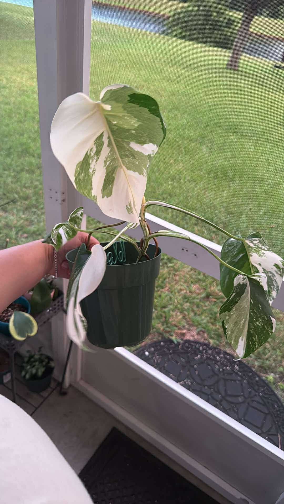 Monstera Albo Fully Rooted