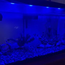 29 Gallons Aquarium With All!