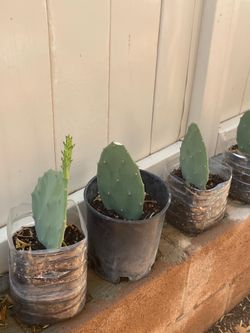 Cactus and aloe