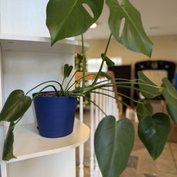 🌿 Small Monstera Plant – Healthy & Easy Care