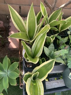 Plants succulent agave aloe flame free