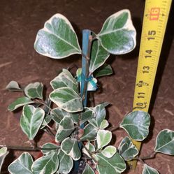 Rare*** 6” Pot Heart Leaf Triangularis Variegated; Exact Plant; Now$35/was$45 95820