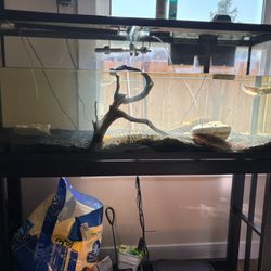 Fish Tank 