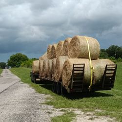 Horse And Cow Hay