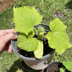 Cucumber Starter Plants
