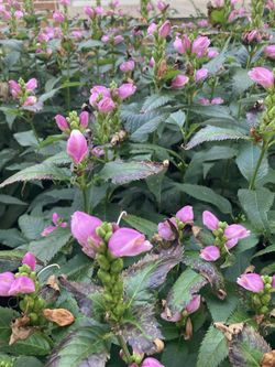 Turtleheads Perennial Fall Flowers