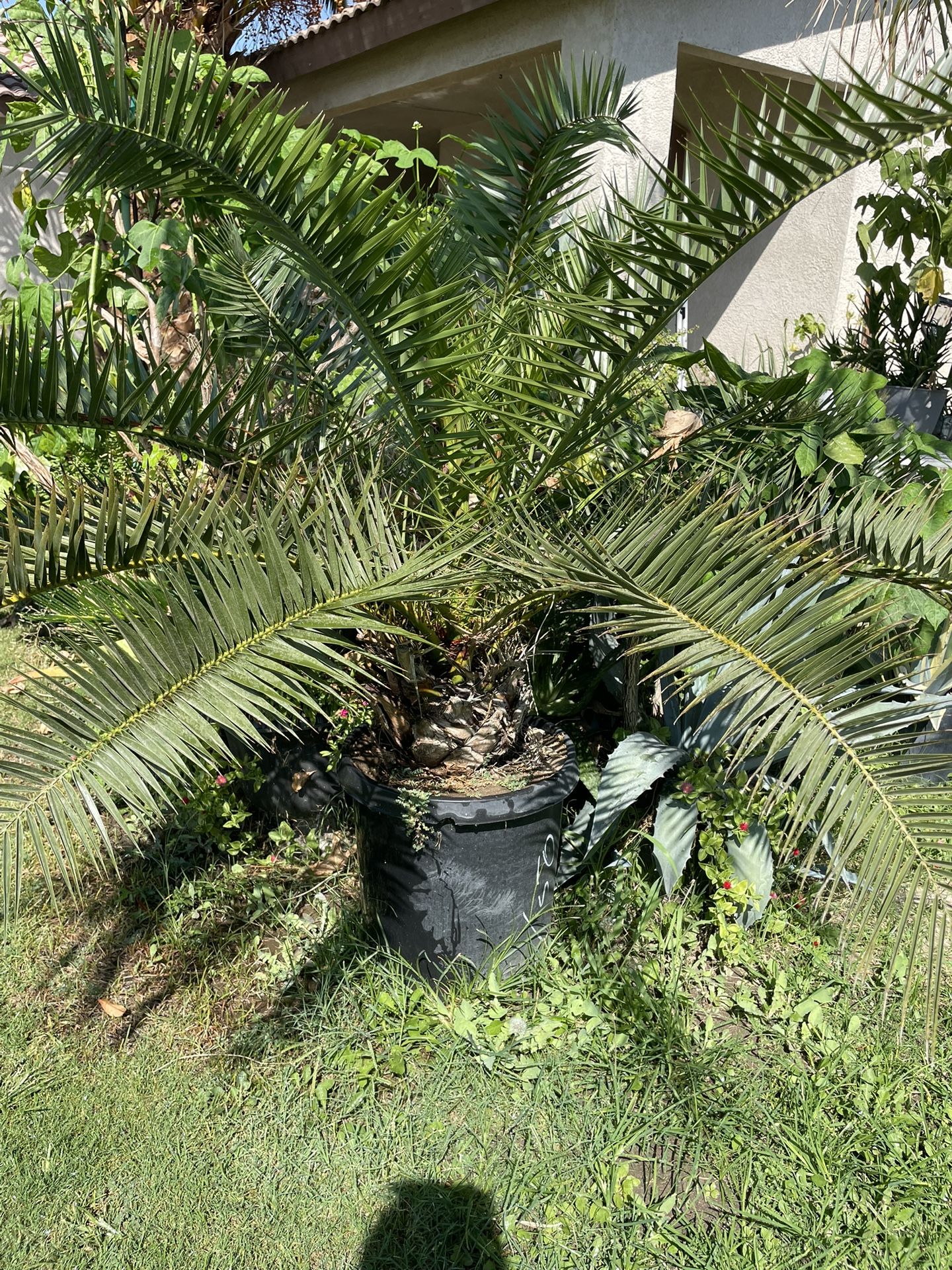 Bonitas Palmas Naturales A Buen Precio A $100$45$40$30$25$20$15$10 Cada Una 