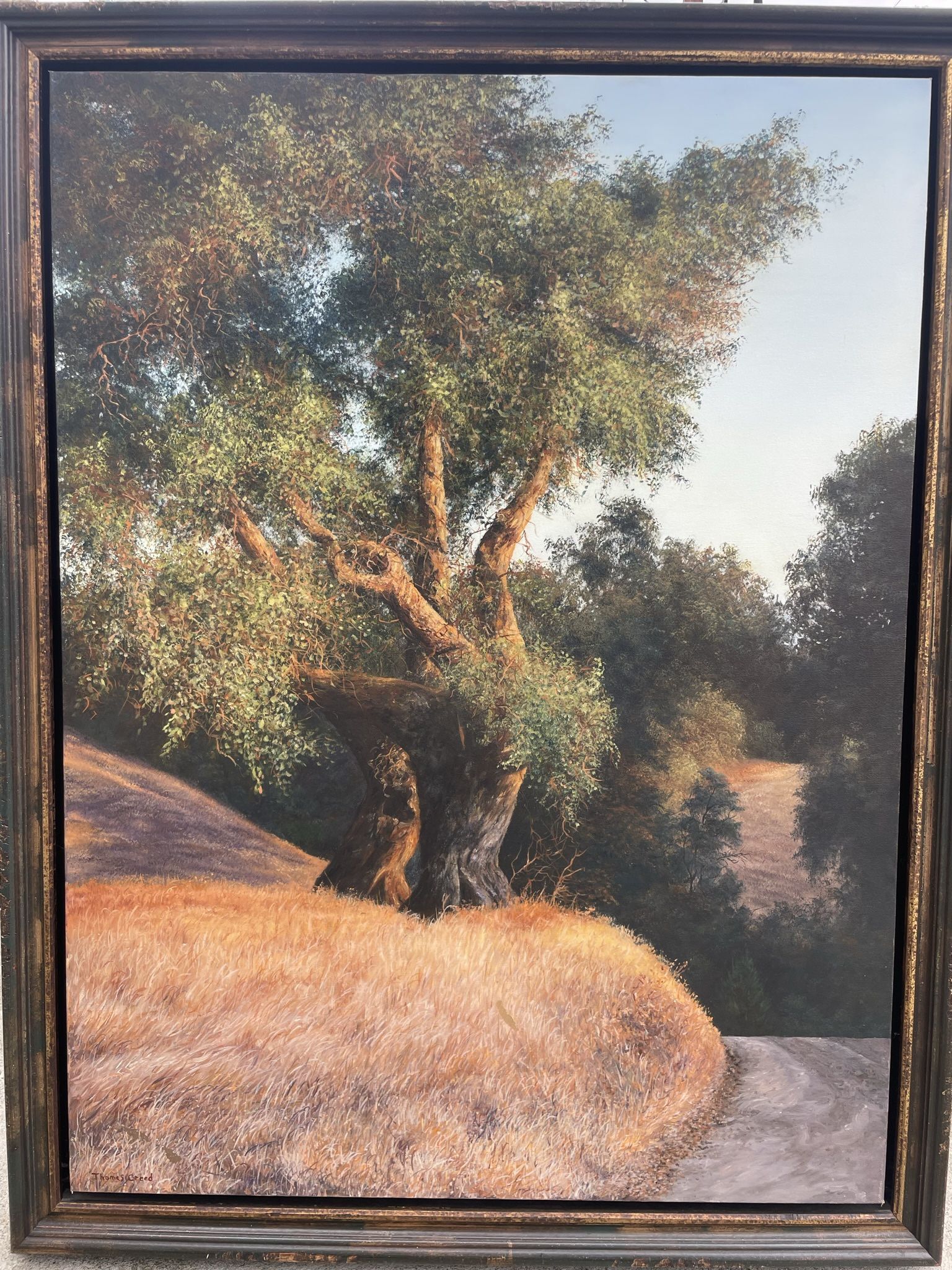 Original Oil Painting by Thomas Creed- “Madrone In Early Morning Light”