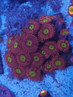 pink hippo zoa coral 25 pp