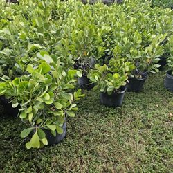 clusias minimum 100  qty  only $8  fast 4 of July  sale sale  clearance  