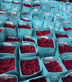 Wholesale Ecuadorian Roses