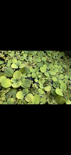 Dwarf water lettuce