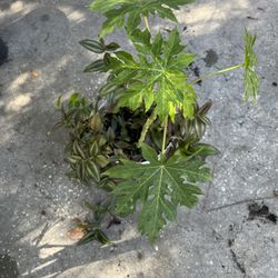 Papaya Tree 