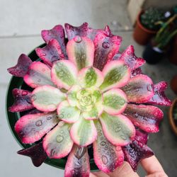 Aeonium Medusa Imported 