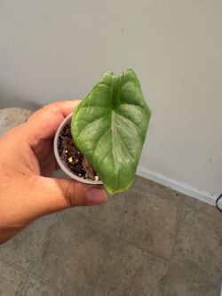 Alocasia Melo