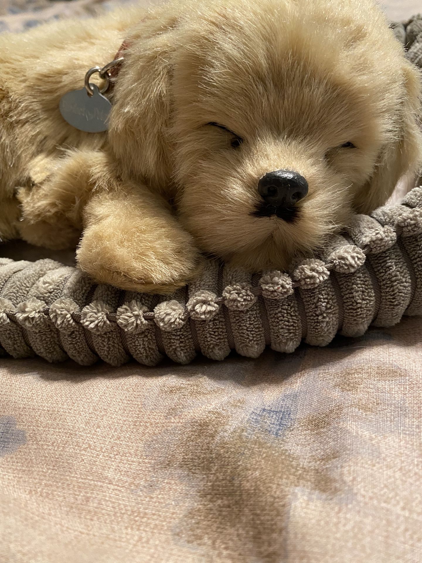 Perfect petzzz Golden Retriever Puppy