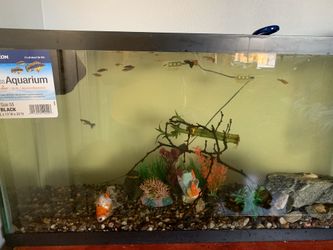 Fish tank