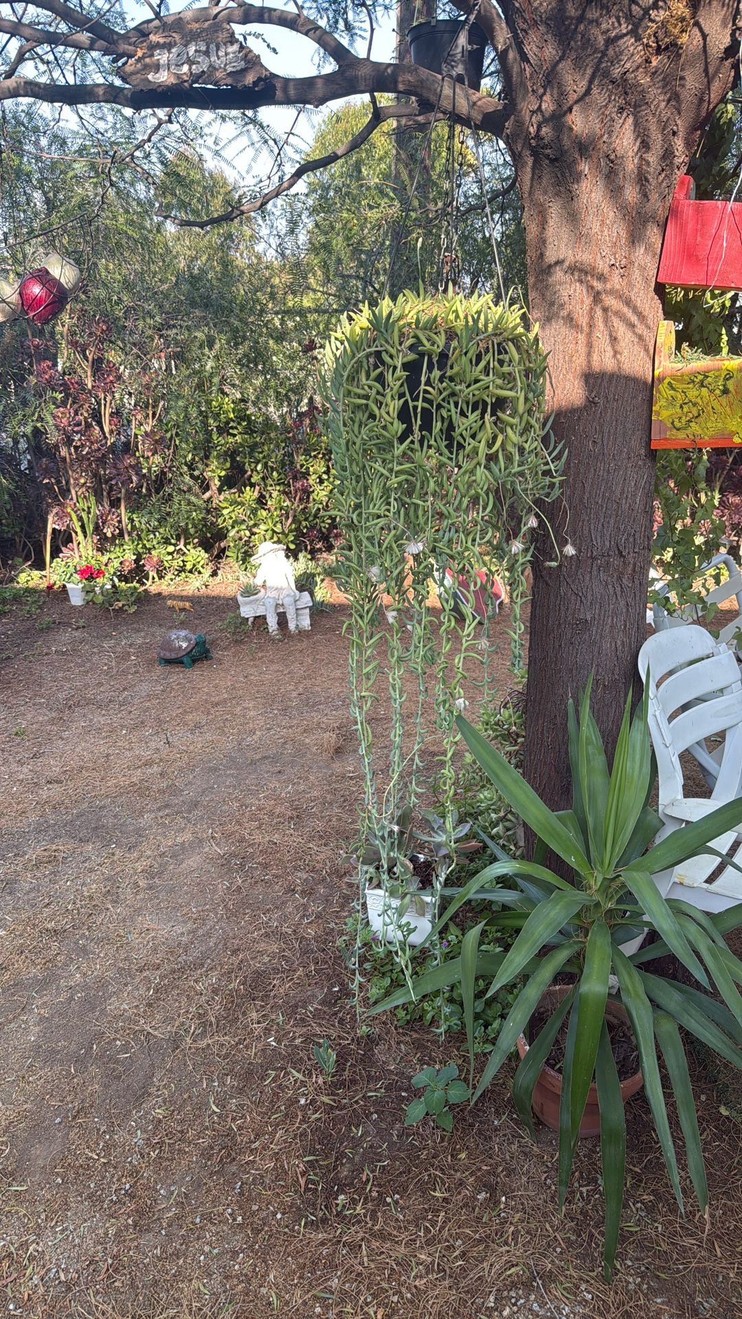 Plant Plants