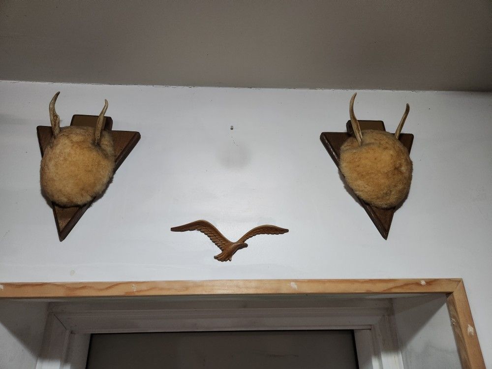 Deer Antlers