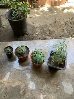 Plantitas De Ruda!